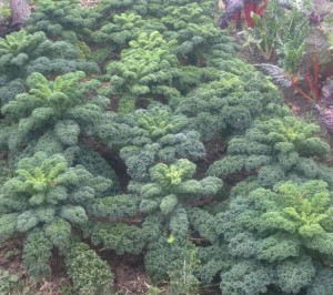Grünkohlpflanzen erntereif auf dem Gemüsebeet