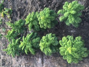 Zehn ausgelesene Grünkohlpflanzen im neuen Beet zur Saatgutgewinnung