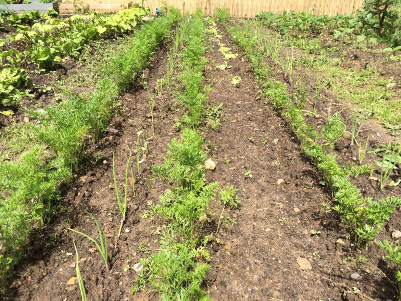 gartenrundgang gourmetbauer u2014 mitte juni 2016 u2013 gourmetbauer Küchenzwiebel Vermehrung ~ gartenrundgang gourmetbauer u2014 mitte juni 2016 u2013 gourmetbauer