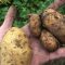Gesunde (l.) und faule (r.) Kartoffeln der Sorte Annabelle