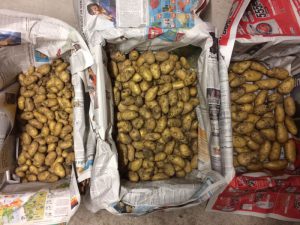 Kartoffeln nach Größe sortiert zur Einlagerung