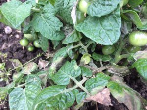 Kraut- und Braunfäule Phytophthora infestans an Tomatenpflanze