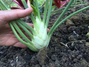 Gemüsefenchel mit leichten Schäden wg kurzzeitigem Wassermangel