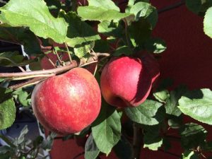 Reife Äpfel roter Boskoop