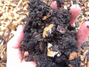Reifer Kompost als Substrat für das beheizte Frühbeet