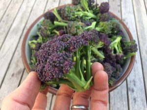 Ernte Purple Sprouting Brokkoli Ende März
